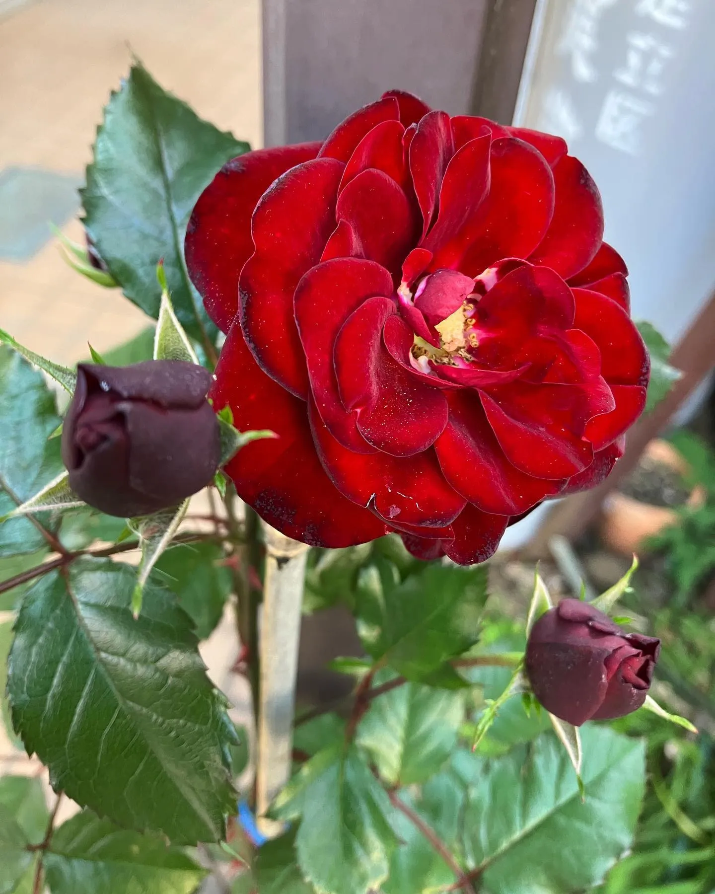 利用者様のおうちのお花